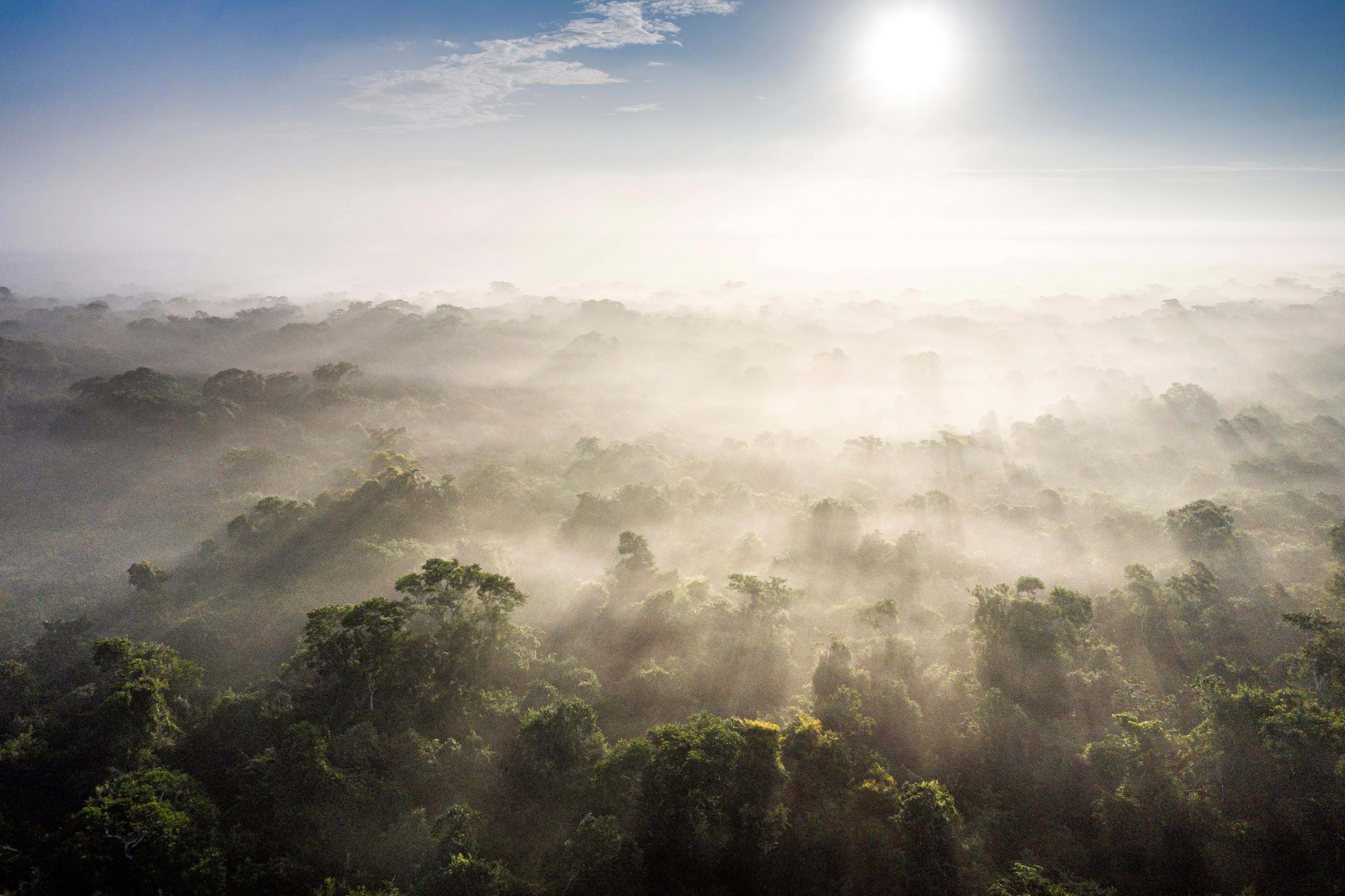 Tree tops and the sun streaming through the clouds can be seen in an aerial view of the Maya Biosphere Reserve.