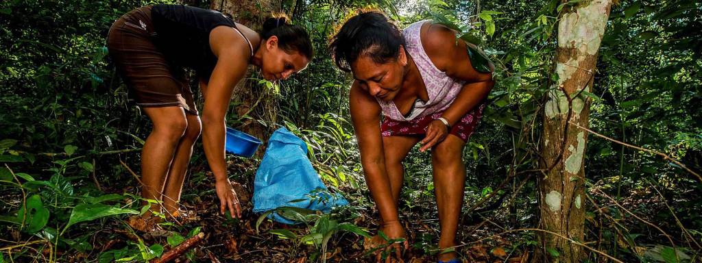 Two women in a Guatemalan jungle collect tree nuts from the ground. They use brightly colored containers to gather the nuts and are wear skirts, tank tops, and flip flops.